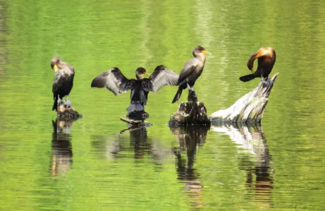 Survey seeks public input on cormorants